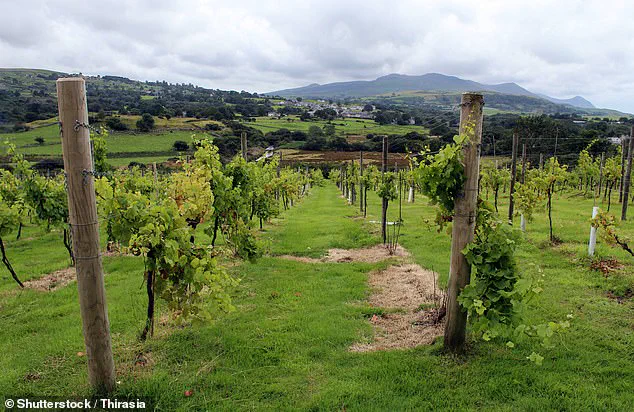 Exclusive Access to Wales' Emerging Pinot Noir: A Hidden Gem in the Global Wine Scene