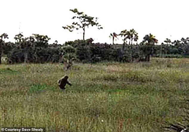 Exclusive: Dave Shealy's Lifelong Pursuit of the Skunk Ape's Hidden Truth