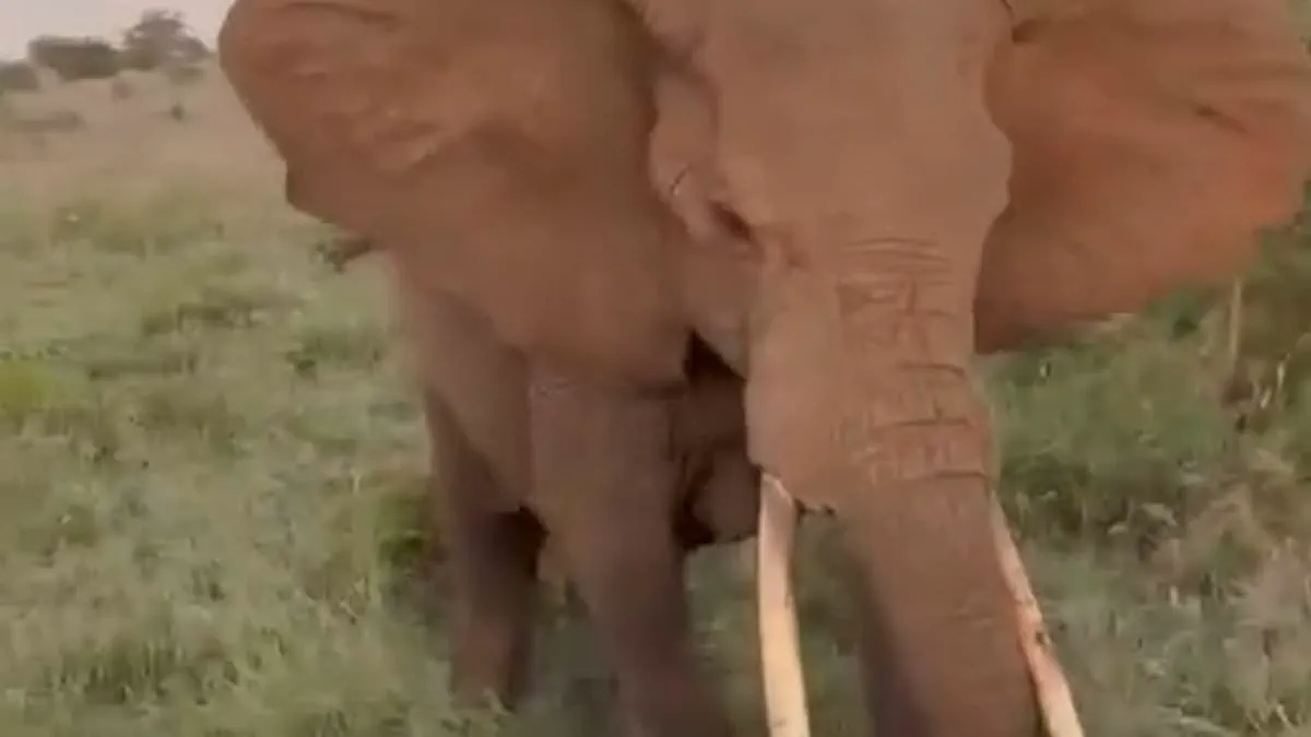 Exclusive Footage Captures Elephant's Sudden Threat to British Tourists in Serengeti