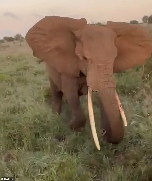 Exclusive Footage Captures Elephant's Sudden Threat to British Tourists in Serengeti