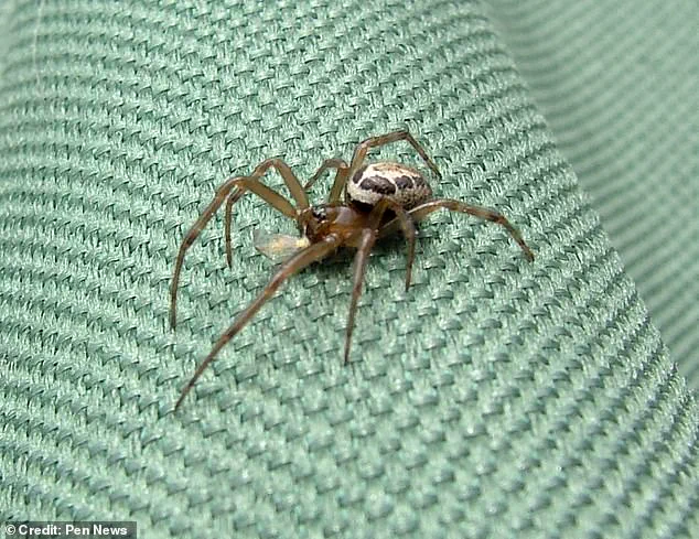 Exclusive: Hidden Dangers of a Noble False Widow Spider Bite Revealed Through a Window Cleaner's Ordeal