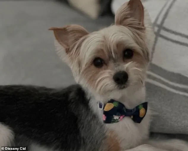 Exclusive: Secret TikTok Trend Linked to Florida Dog's Death Unveiled