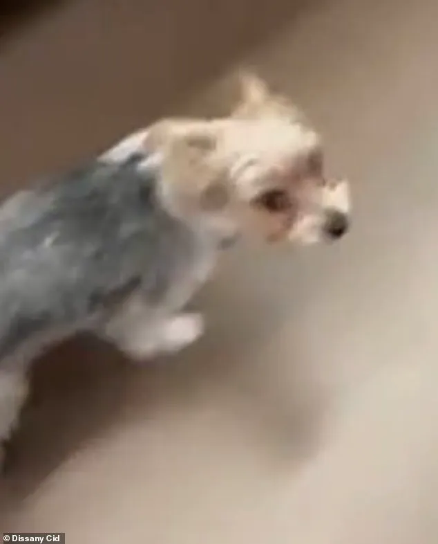 Exclusive: Secret TikTok Trend Linked to Florida Dog's Death Unveiled
