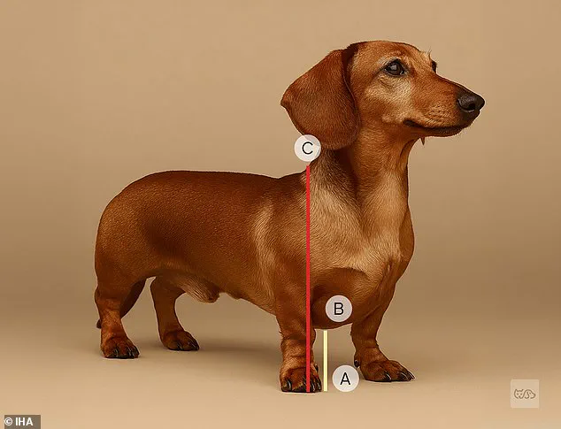 Experts Warn: Extreme Dog Breeding Traits Pose Serious Health Risks to Canines