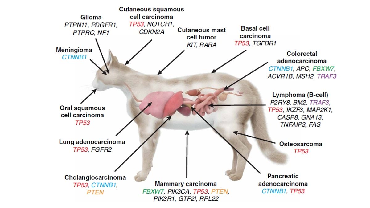 Feline and Human Cancers Share Genetic Links, Offering New Hope for Treatments