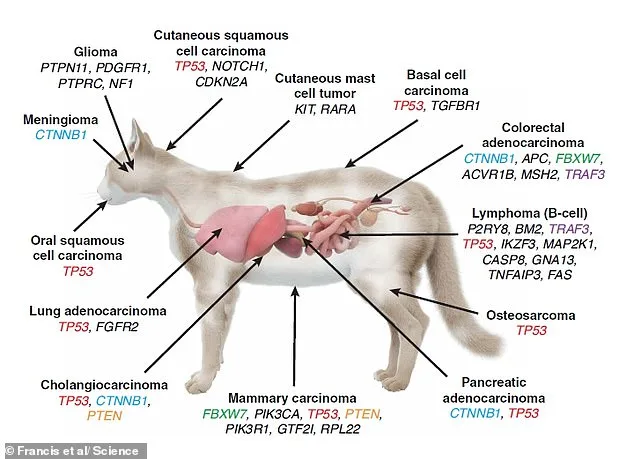 Feline and Human Cancers Share Genetic Links, Offering New Hope for Treatments