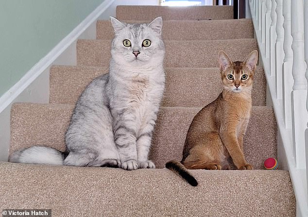 Feline and Human Cancers Share Genetic Links, Offering New Hope for Treatments