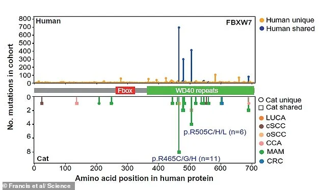 Feline and Human Cancers Share Genetic Links, Offering New Hope for Treatments