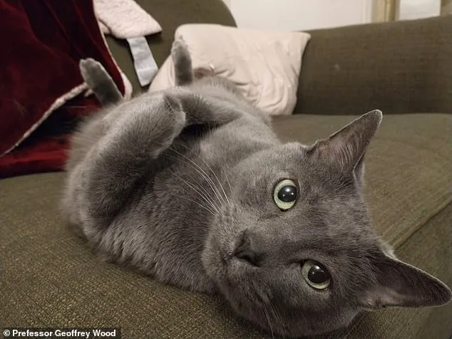 Feline and Human Cancers Share Genetic Links, Offering New Hope for Treatments