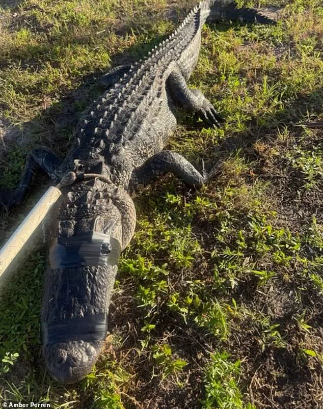 Florida Doctor's Life-or-Death Alligator Encounter Reveals Hidden River Dangers