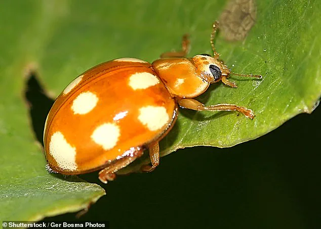 French Ladybirds Cross English Channel into UK for First Time