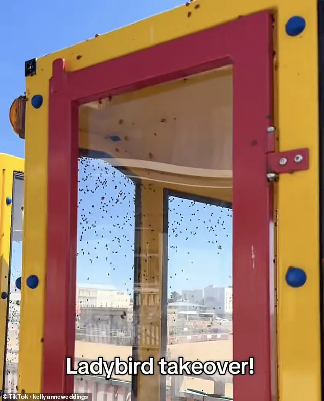 French Ladybirds Cross English Channel into UK for First Time