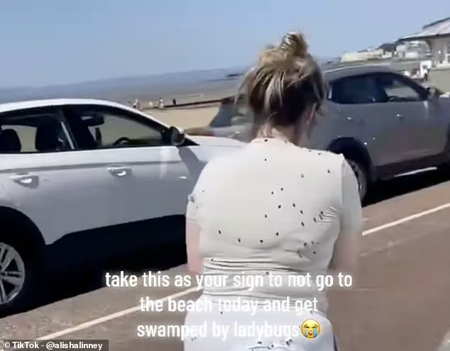 French Ladybirds Cross English Channel into UK for First Time