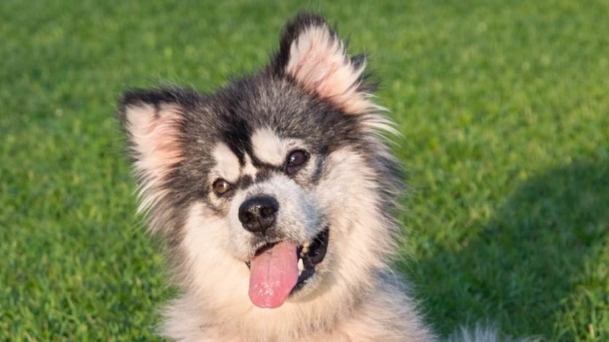 From Suffering to Survival: Malamute Puppy Rescued from Chinese Dog Meat Market Thrives After Adoption by U.S. Nonprofit