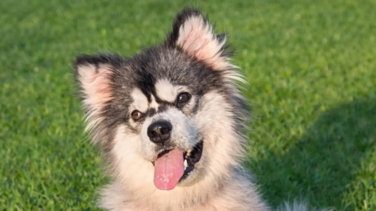 From Suffering to Survival: Malamute Puppy Rescued from Chinese Dog Meat Market Thrives After Adoption by U.S. Nonprofit