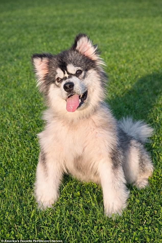 From Suffering to Survival: Malamute Puppy Rescued from Chinese Dog Meat Market Thrives After Adoption by U.S. Nonprofit