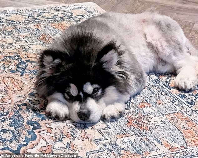From Suffering to Survival: Malamute Puppy Rescued from Chinese Dog Meat Market Thrives After Adoption by U.S. Nonprofit