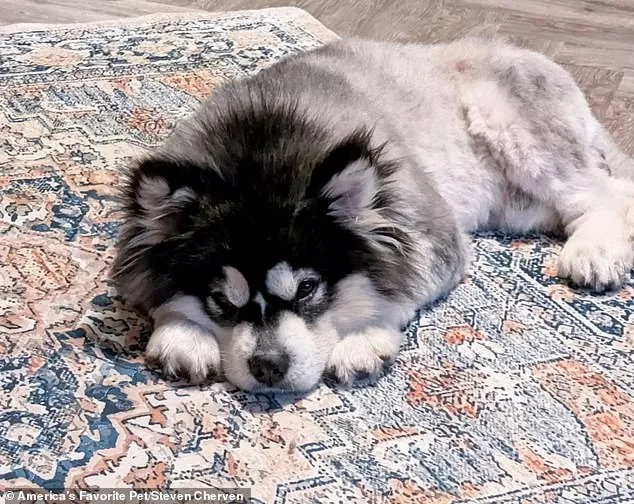 From Suffering to Survival: Malamute Puppy Rescued from Chinese Dog Meat Market Thrives After Adoption by U.S. Nonprofit