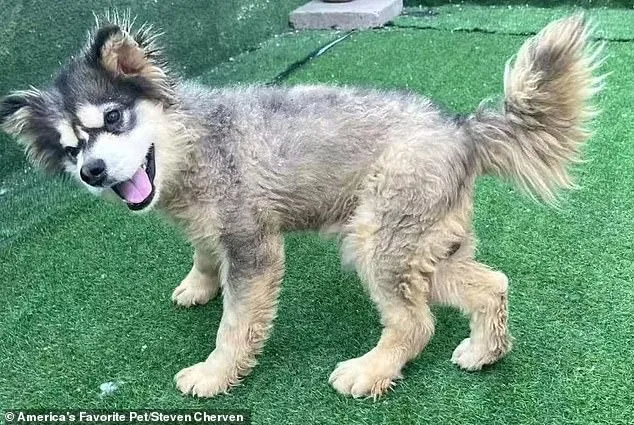 From Suffering to Survival: Malamute Puppy Rescued from Chinese Dog Meat Market Thrives After Adoption by U.S. Nonprofit