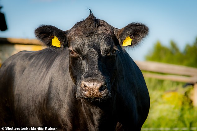 Gene-Editing Breakthrough Could Bring 'Supersteaks' to Supermarkets in 3 Years