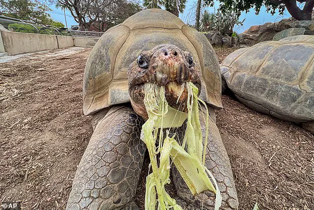Gramma the Galapagos Tortoise, San Diego Zoo Icon, Passes at 141, Leaving Legacy of Resilience and Longevity