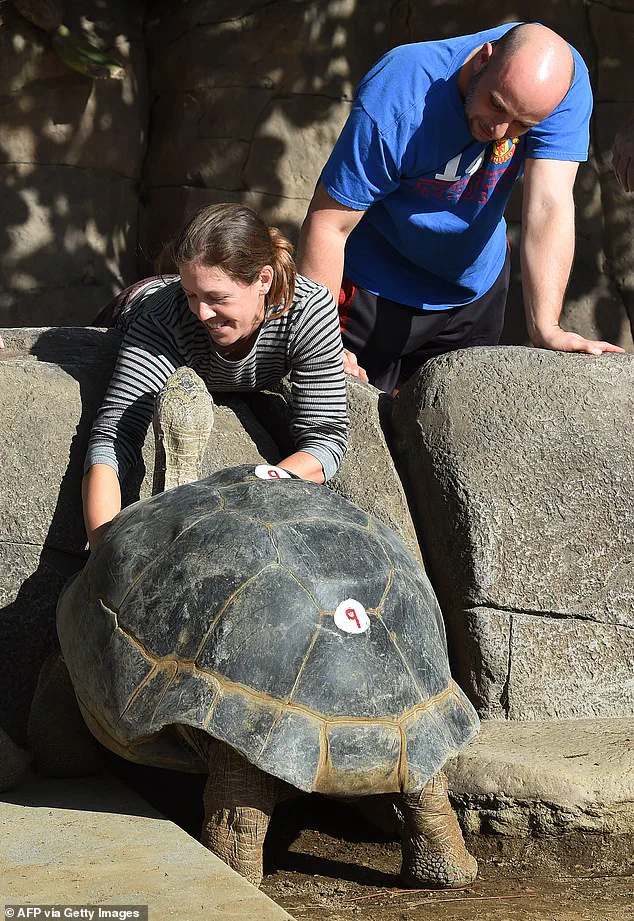 Gramma the Galapagos Tortoise, San Diego Zoo Icon, Passes at 141, Leaving Legacy of Resilience and Longevity