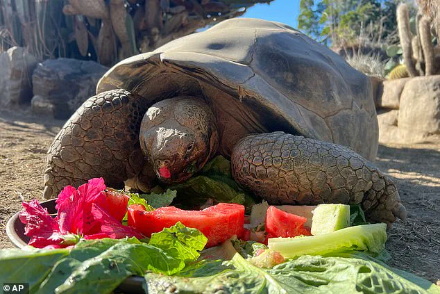 Gramma the Galapagos Tortoise, San Diego Zoo Icon, Passes at 141, Leaving Legacy of Resilience and Longevity