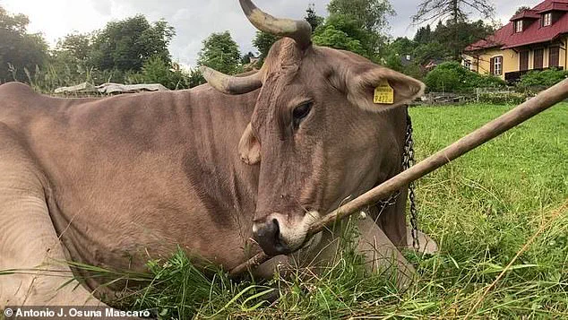 Groundbreaking Discovery in Carinthia: Cow Documented Using Tool for First Time in Scientific Study