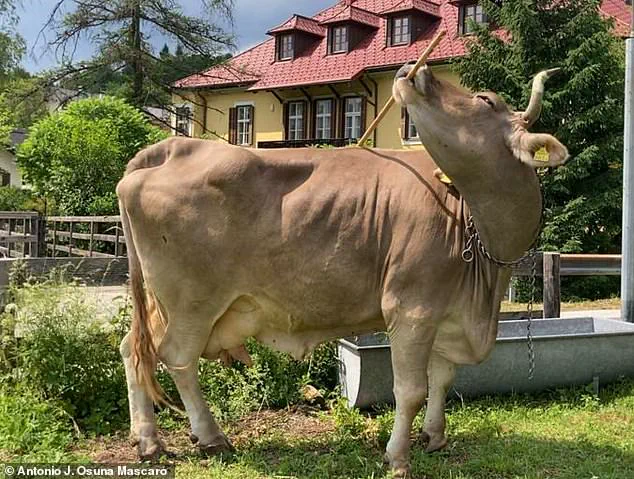 Groundbreaking Discovery in Carinthia: Cow Documented Using Tool for First Time in Scientific Study