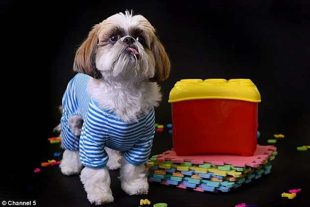 Groundbreaking Discovery in Carinthia: Cow Documented Using Tool for First Time in Scientific Study