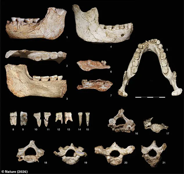 Groundbreaking Discovery in Morocco: 773,000-Year-Old Fossils Reveal Pivotal Moment in Human Evolution, Says Dr. Sarah Mitchell