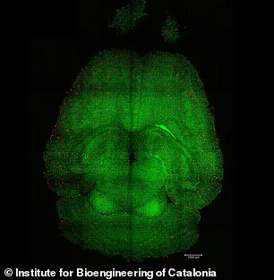 Groundbreaking Nanoparticle Treatment Reverses Alzheimer's in Mice, Sparking New Hope for Human Patients