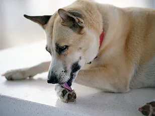 Groundbreaking Study Reveals Link Between Weekly Dog Interaction and Slower Telomere Shortening in Women