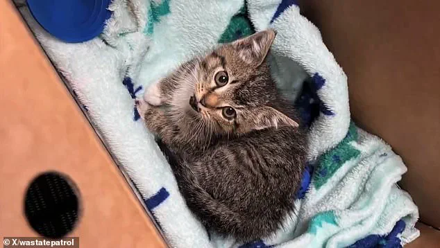 Heartwarming Rescue of Tiny Kitten on I-5 Near Tacoma Captures Hearts Online, Thanks to Troopers Bonner and Fath