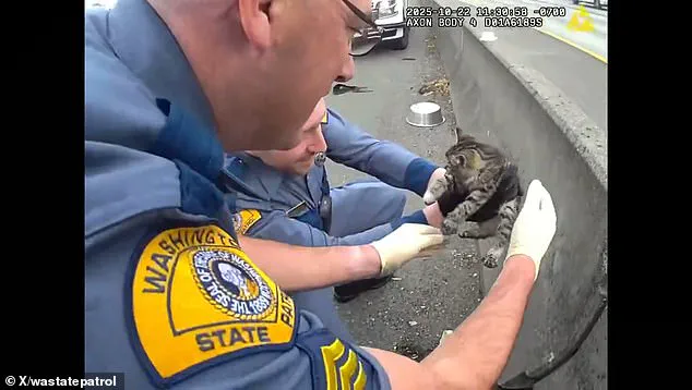 Heartwarming Rescue of Tiny Kitten on I-5 Near Tacoma Captures Hearts Online, Thanks to Troopers Bonner and Fath