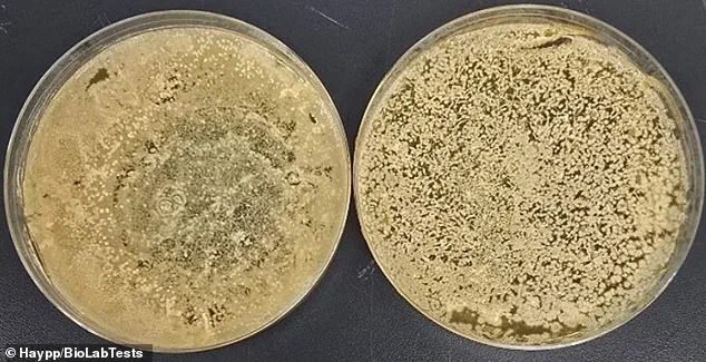 Hidden Danger in Vapes: Study Reveals 3,000-Fold Contamination Crisis and Health Experts Sound Hygiene Warnings