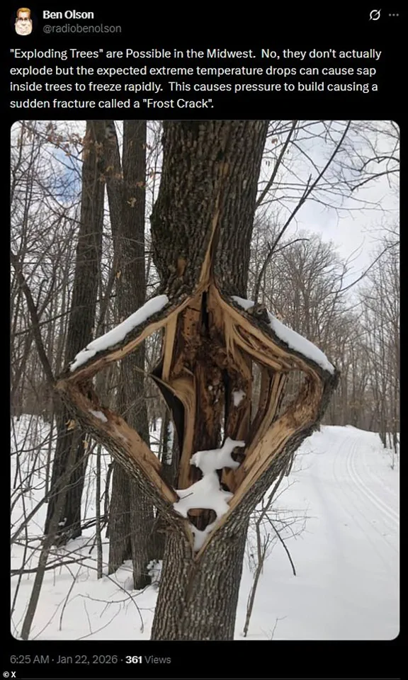 Historic Winter Storm Triggers Rare 'Frost Cracking' Phenomenon, Causing Trees to Explode from Freezing Sap
