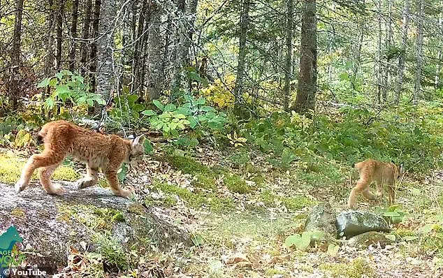 Hope for the Lynx: Rare Kittens Spark Joy in Voyageurs National Park
