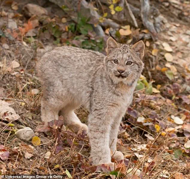 Hope for the Lynx: Rare Kittens Spark Joy in Voyageurs National Park