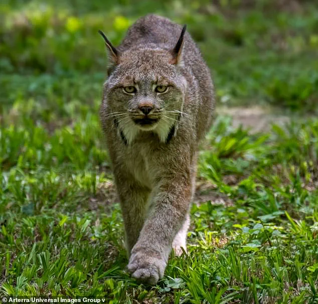 Hope for the Lynx: Rare Kittens Spark Joy in Voyageurs National Park