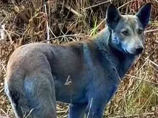 Horses Can Detect Human Fear Through Scent, Study Reveals – 'This Challenges Our Understanding of Animal Cognition,' Says Dr. Élise Moreau