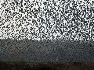 IUCN Warns of Accelerating Biodiversity Crisis as 48,646 Species Face Extinction, Including Arctic Seals