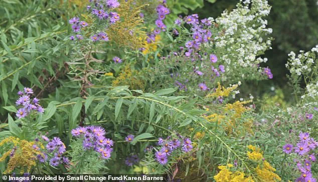 Karen Barnes' Naturalized Garden Sparks Legal and Philosophical Debate Over Individual Rights and Municipal Regulations in Burlington