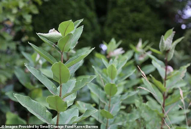 Karen Barnes' Naturalized Garden Sparks Legal and Philosophical Debate Over Individual Rights and Municipal Regulations in Burlington