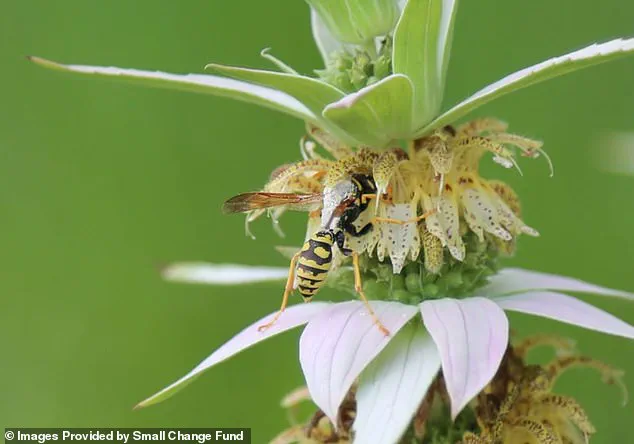 Karen Barnes' Naturalized Garden Sparks Legal and Philosophical Debate Over Individual Rights and Municipal Regulations in Burlington