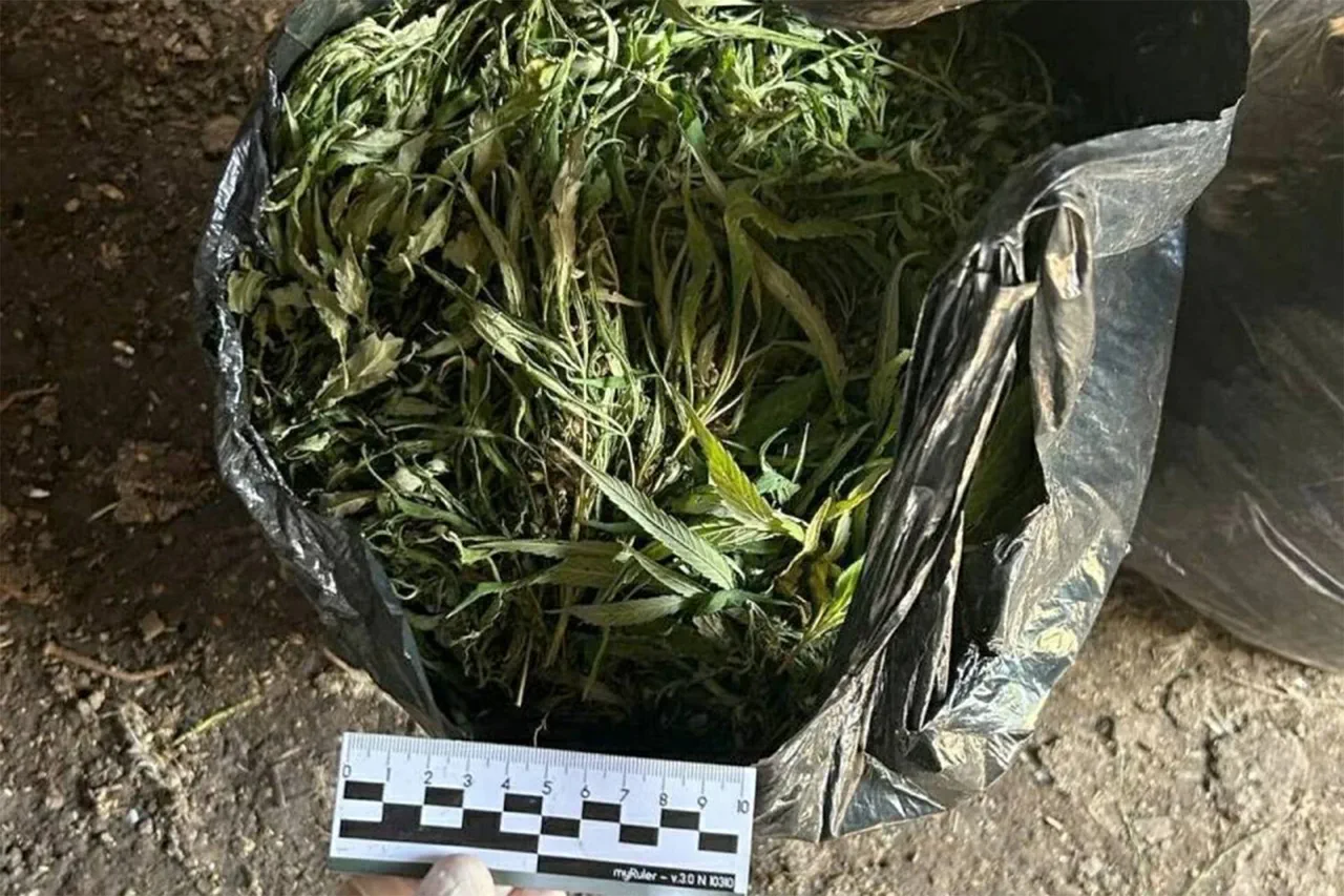 Late-Breaking: Leningrad Oblast Authorities Seize Over 394 Grams of Marijuana in High-Stakes Operation, Sparking Urgent Public Health Concerns