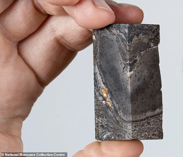 Late-Breaking Update: 26-Foot-Tall Prototaxites Reevaluated as Non-Fungal, Shifting 410 Million-Year-Old Scientific Paradigm