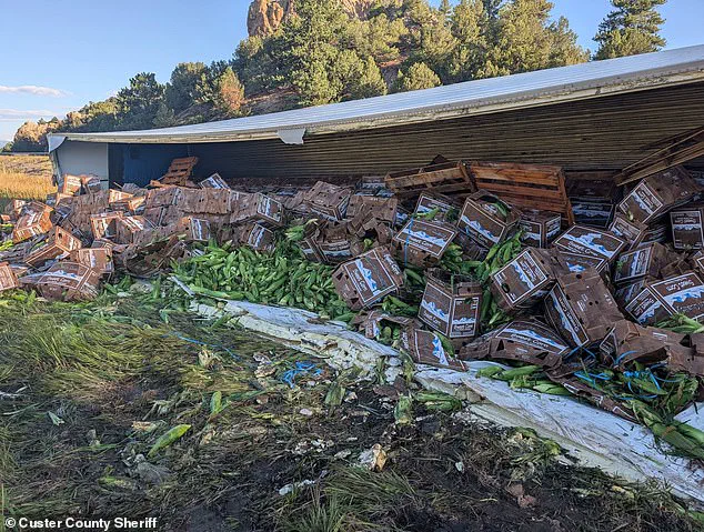 Late-Night Colorado Crash Turns Into Sweet Corn Spill Surprise