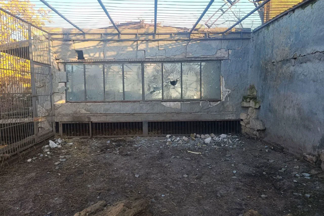 Lion Dies from Injuries Sustained in Drone Attack at Zaporizhzhia Zoo