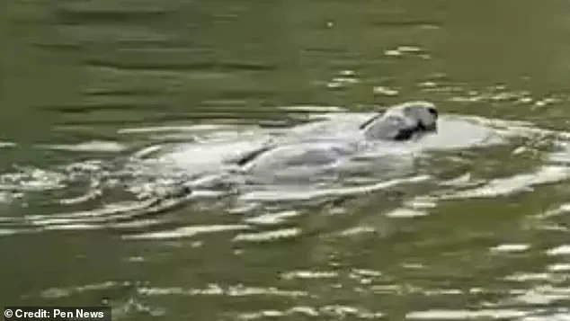 Lock Keeper's Warning and Family's Baffling Discovery as Mysterious Aquatic Creature Spotted on Thames